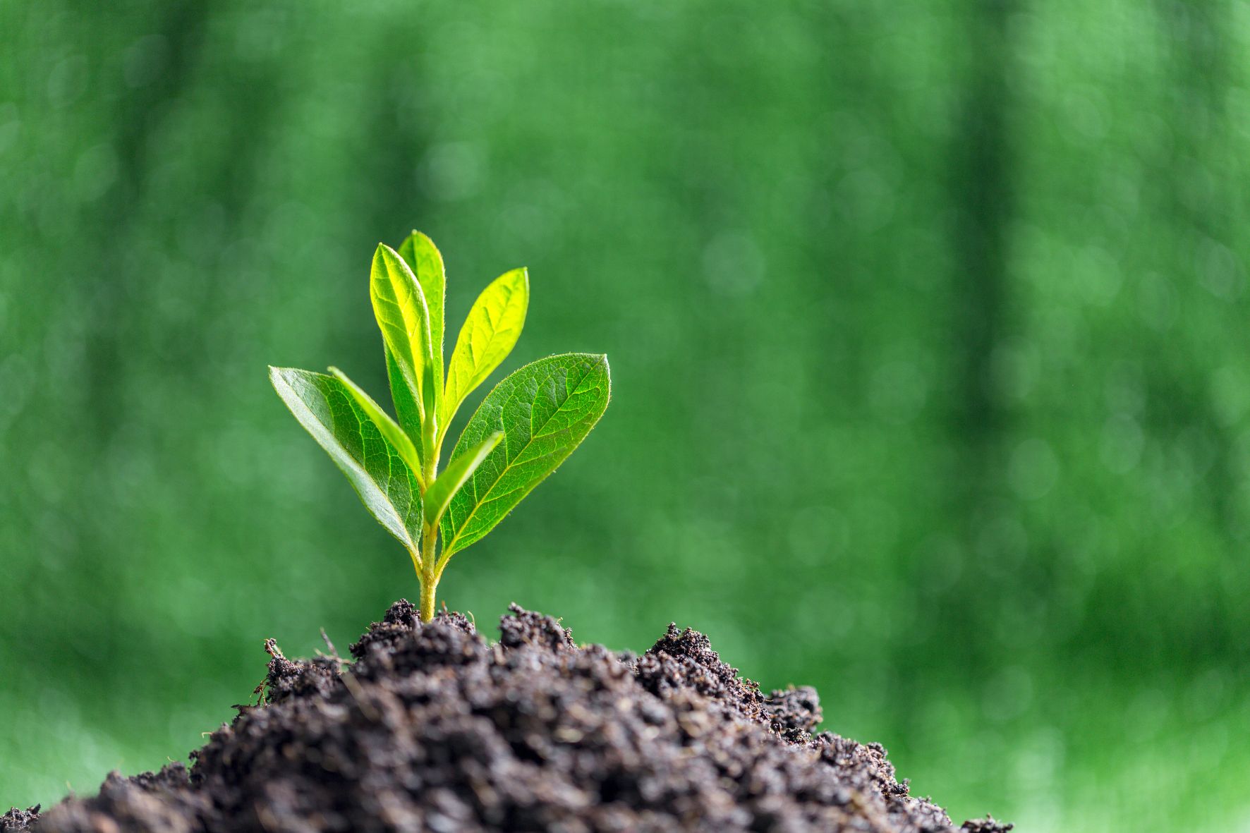 Il Comune di Brusaporto propone una serie di tre laboratori “green”.