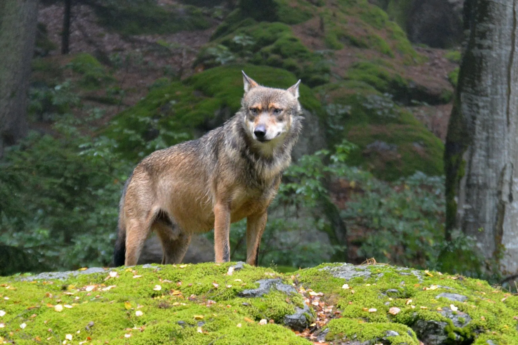 Immagine che raffigura Avvistamento di un lupo in area collinare