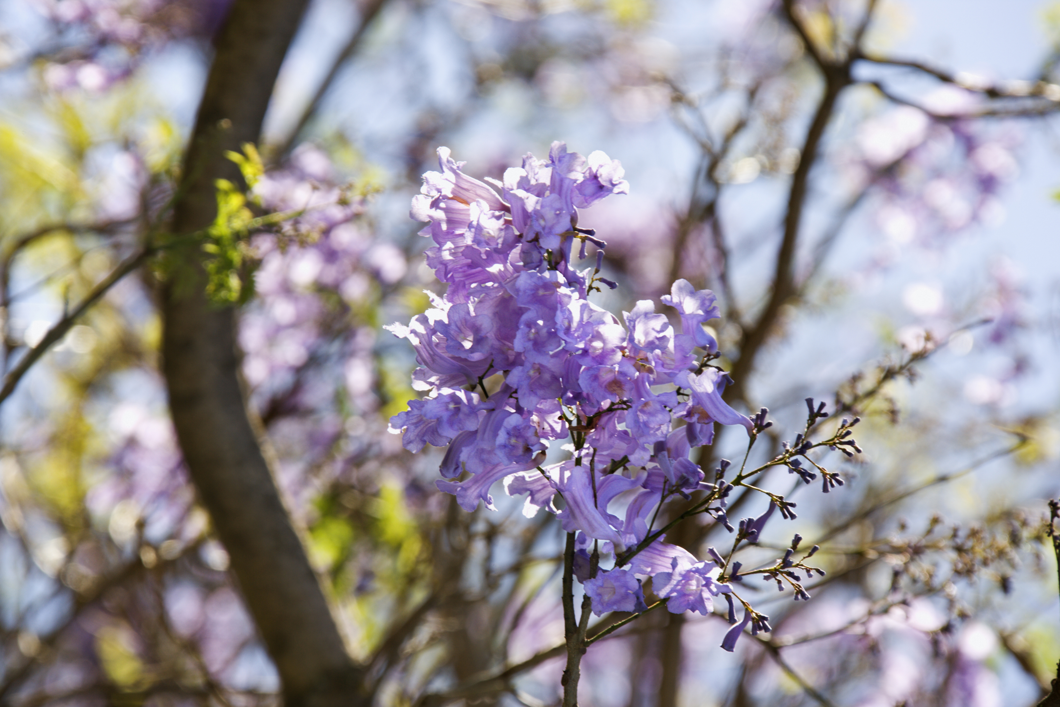 Immagine che raffigura Festa di Primavera 